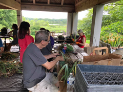 Bill trimming irises